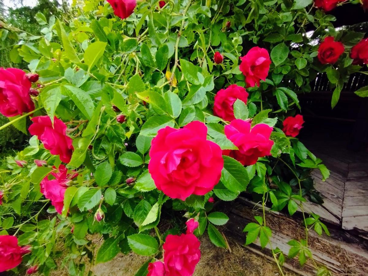 Garden House Nad Jeziorem Szelment Przejma Wielka 外观 照片